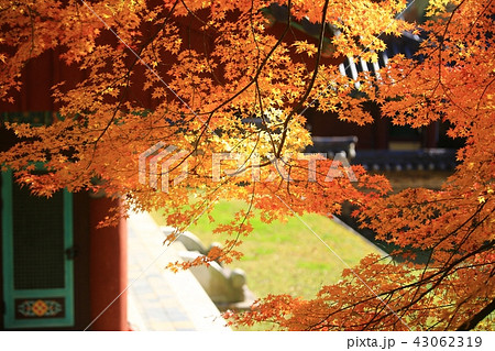 松広寺 秋 紅葉 43062319