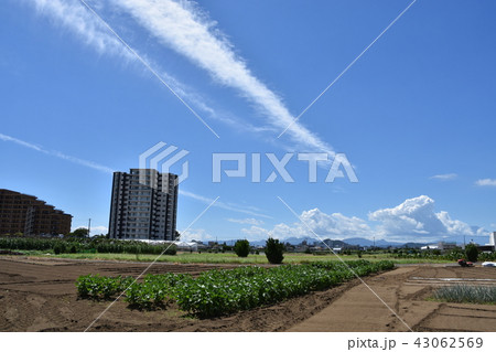 茅ヶ崎市郊外　夏の畑 43062569