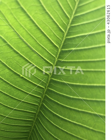 Line green leave Line green leave 43062615