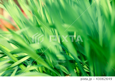Fresh green grass with water droplet in sunshine 43062649