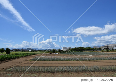 茅ヶ崎市郊外 夏の畑 茅ヶ崎市郊外 夏の畑 43062726