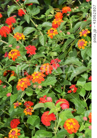 ランタナ ランタナ 43062807