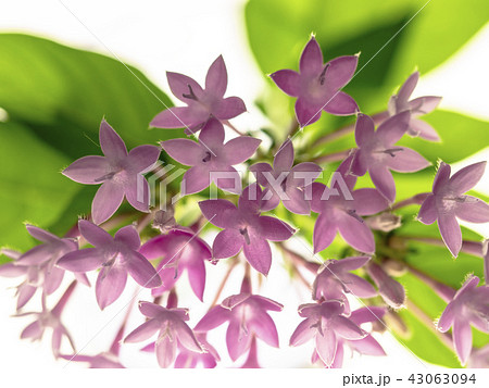 ペンタスの花 43063094