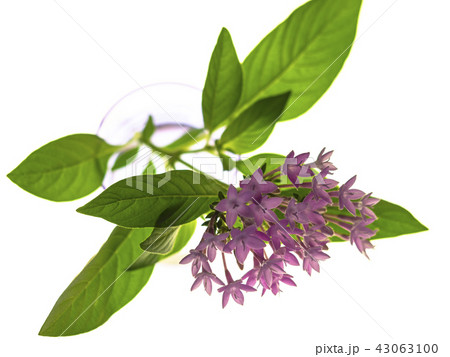 ペンタスの花 ペンタスの花 43063100
