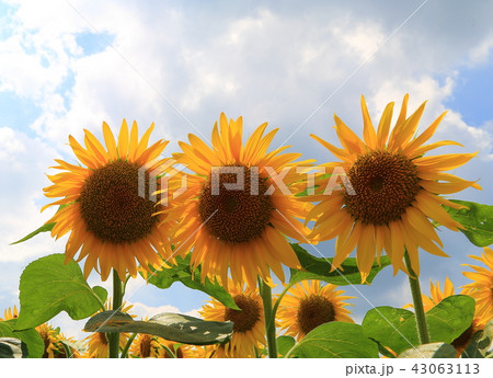 ひまわり 43063113