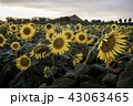 ひまわり畑 43063465