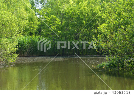 合併記念見沼公園 さいたま市大宮区 合併記念見沼公園 さいたま市大宮区 43063513