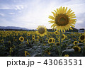 ひまわり畑 43063531