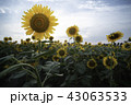 ひまわり畑 43063533