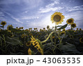 ひまわり畑 43063535