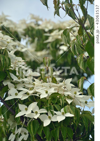 樹木:ヤマボウシ ミズキ科 合併記念見沼公園 樹木:ヤマボウシ ミズキ科 合併記念見沼公園 43063537