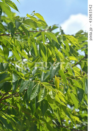 樹木:ムクノキ アサ科 合併記念見沼公園 樹木:ムクノキ アサ科 合併記念見沼公園 43063542