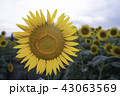 ひまわり畑 43063569