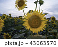 ひまわり畑 43063570