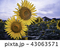 ひまわり畑 43063571