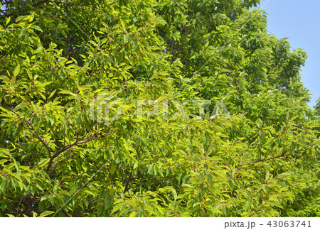 樹木：ハンノキ　カバノキ科　合併記念見沼公園 43063741