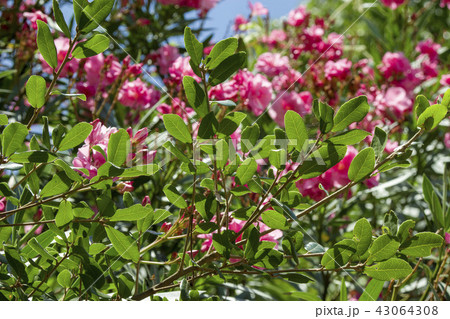 ピンク色の夾竹桃の花 43064308