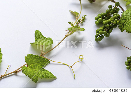 まだ青い山葡萄 43064385
