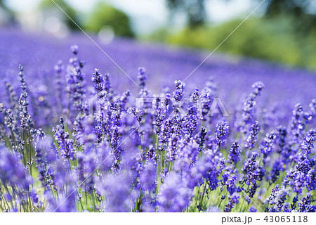 ラベンダー畑（札幌 幌見峠） 43065118