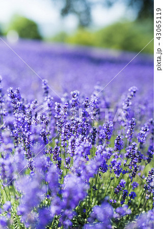 ラベンダー畑（札幌 幌見峠） 43065119