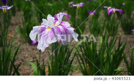 花菖蒲 花菖蒲 43065521