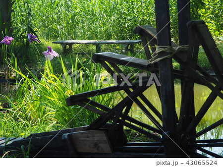 花菖蒲と水車 花菖蒲と水車 43065524