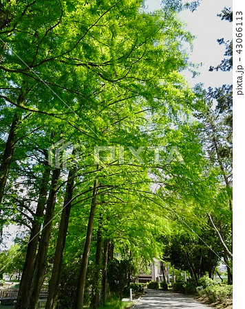 千里ニュータウンの南千里公園。メタセコイヤの並木道 43066113