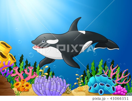 Cute killer whale under water Cute killer whale under water 43066351