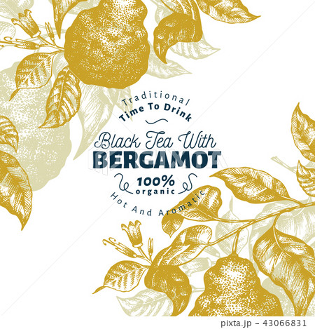 Bergamot branch design template. Kaffir lime frame. Hand drawn vector fruit illustration. Engraved 43066831