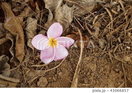 cluster of pink plumeria growing on tree. cluster of pink plumeria growing on tree. 43066857