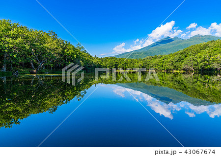 《北海道》夏の知床・知床連山と知床五湖《地上遊歩道》 《北海道》夏の知床・知床連山と知床五湖《地上遊歩道》 43067674
