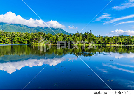 《北海道》夏の知床・知床連山と知床五湖《地上遊歩道》 43067679