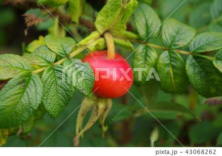 ハマナシの実 ハマナシの実 43068262