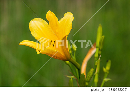 ゆうすげの花　ユウスゲ　榛名山ゆうすげの道 43068307