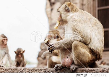 Monkeys sit are eating. Monkeys sit are eating. 43068579