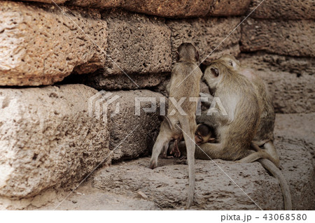 Monkeys at brick wall. Monkeys at brick wall. 43068580