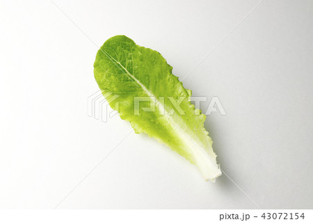 ロメインレタス 43072154