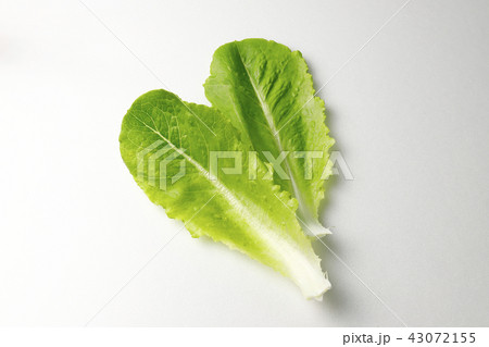 ロメインレタス 43072155