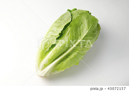 ロメインレタス 43072157
