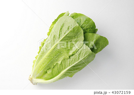 ロメインレタス 43072159