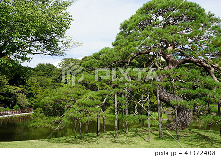 まるで大きな盆栽 43072408