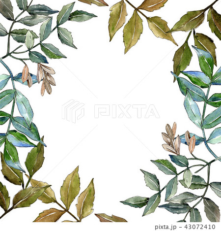 Green ash leaves. Leaf plant botanical garden floral foliage. Frame border ornament square. Green ash leaves. Leaf plant botanical garden floral foliage. Frame border ornament square. 43072410