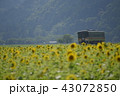 姫新線　ひまわり 43072850
