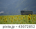 姫新線　ひまわり 43072852