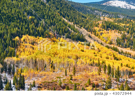 Aspen grove at autumn in Rocky Mountains 43072944