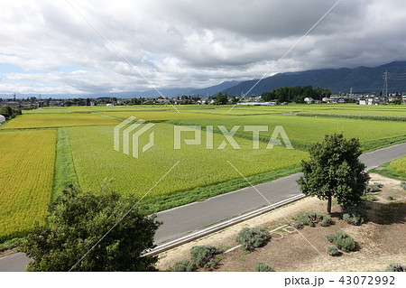 早朝の水田　　安曇野市穂高 43072992