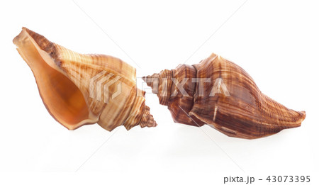Sea shell on white background Sea shell on white background 43073395
