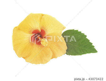 Hibiscus flower with leaf isolated on white  43073422