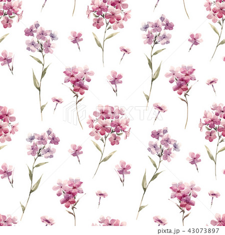 Watercolor floral phlox vector pattern Watercolor floral phlox vector pattern 43073897