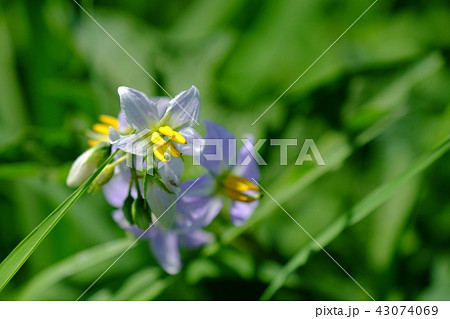 ワルナスビ ワルナスビ 43074069